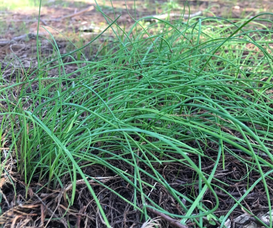 蛋碗花功效与作用