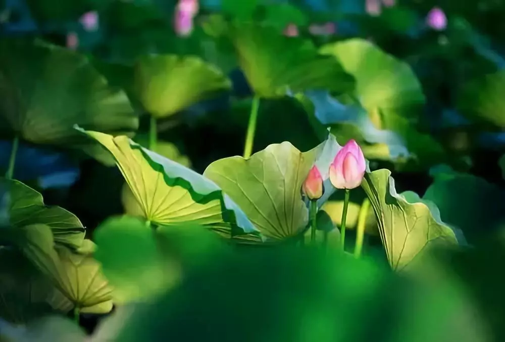 河南：一部河南史，半部华夏册，“豫”见中国的大美之地