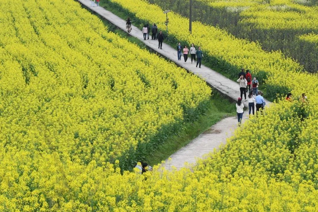 白沙古镇春意浓，不负春光不负卿