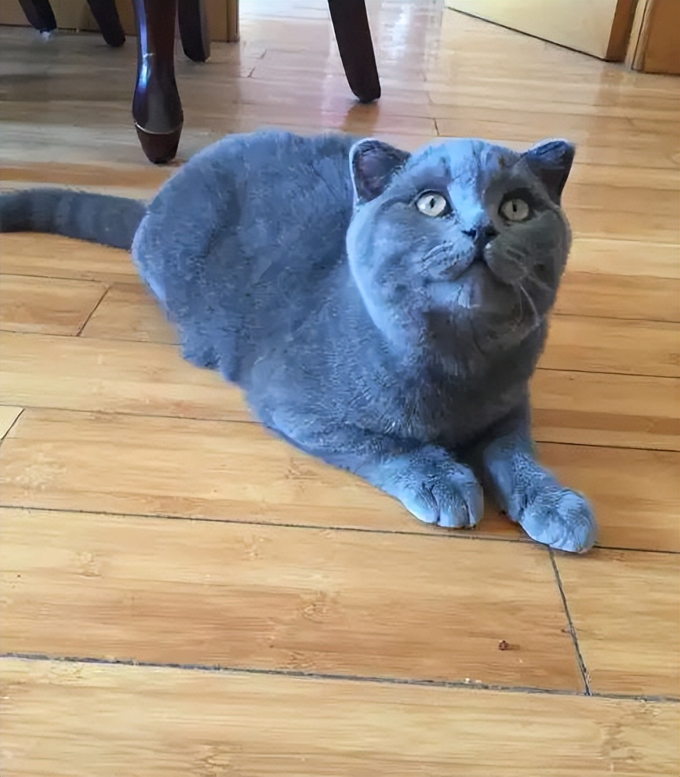 别人家的蓝猫是圆脸(别人家的蓝猫是圆脸吗) - 趣味头条