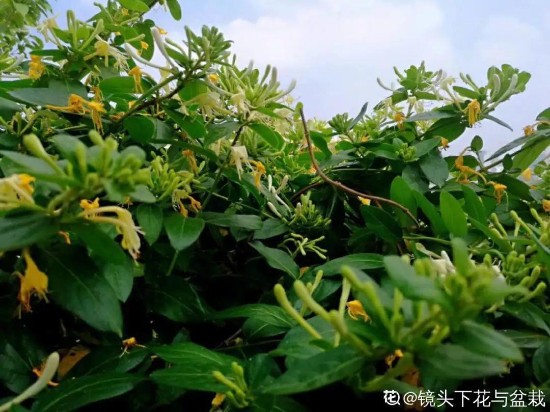 象征老人长寿的花（寓意老人健康长寿的花）