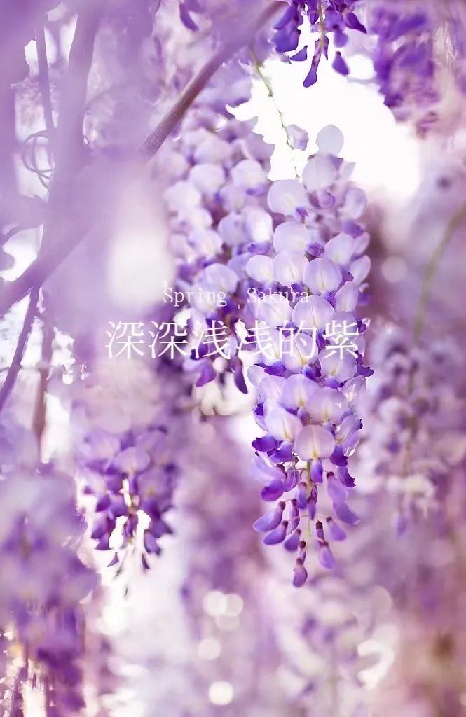 紫藤与仙踪的邂逅