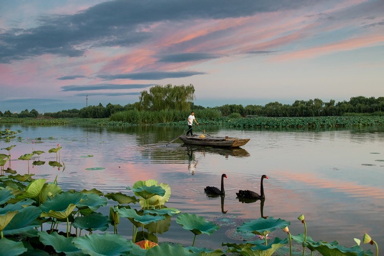 华北明珠白洋淀在哪里,白洋淀 攻略_小强知识网