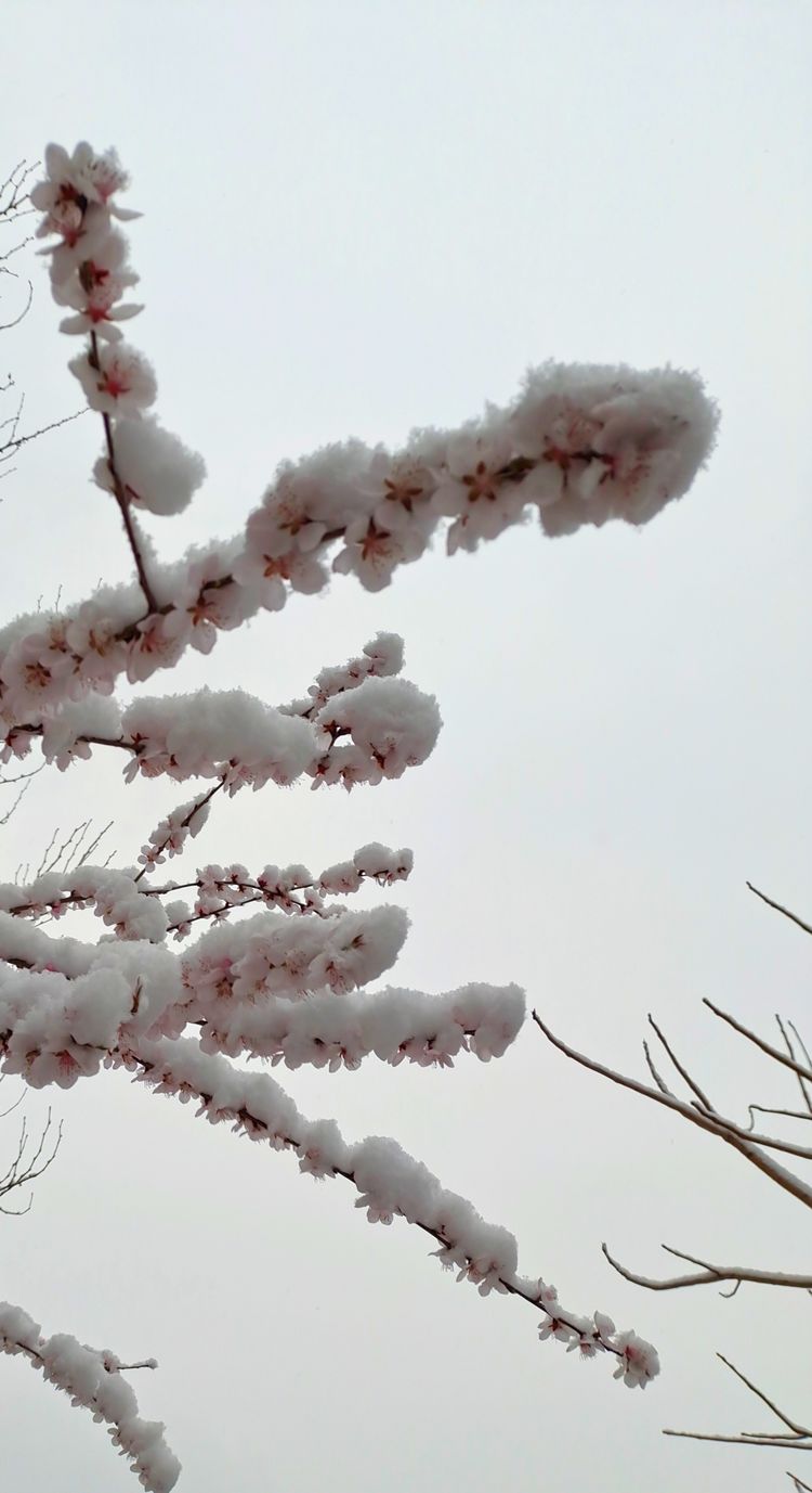 一场雪，让这里的春天真美 摄影/诗文：李武兵