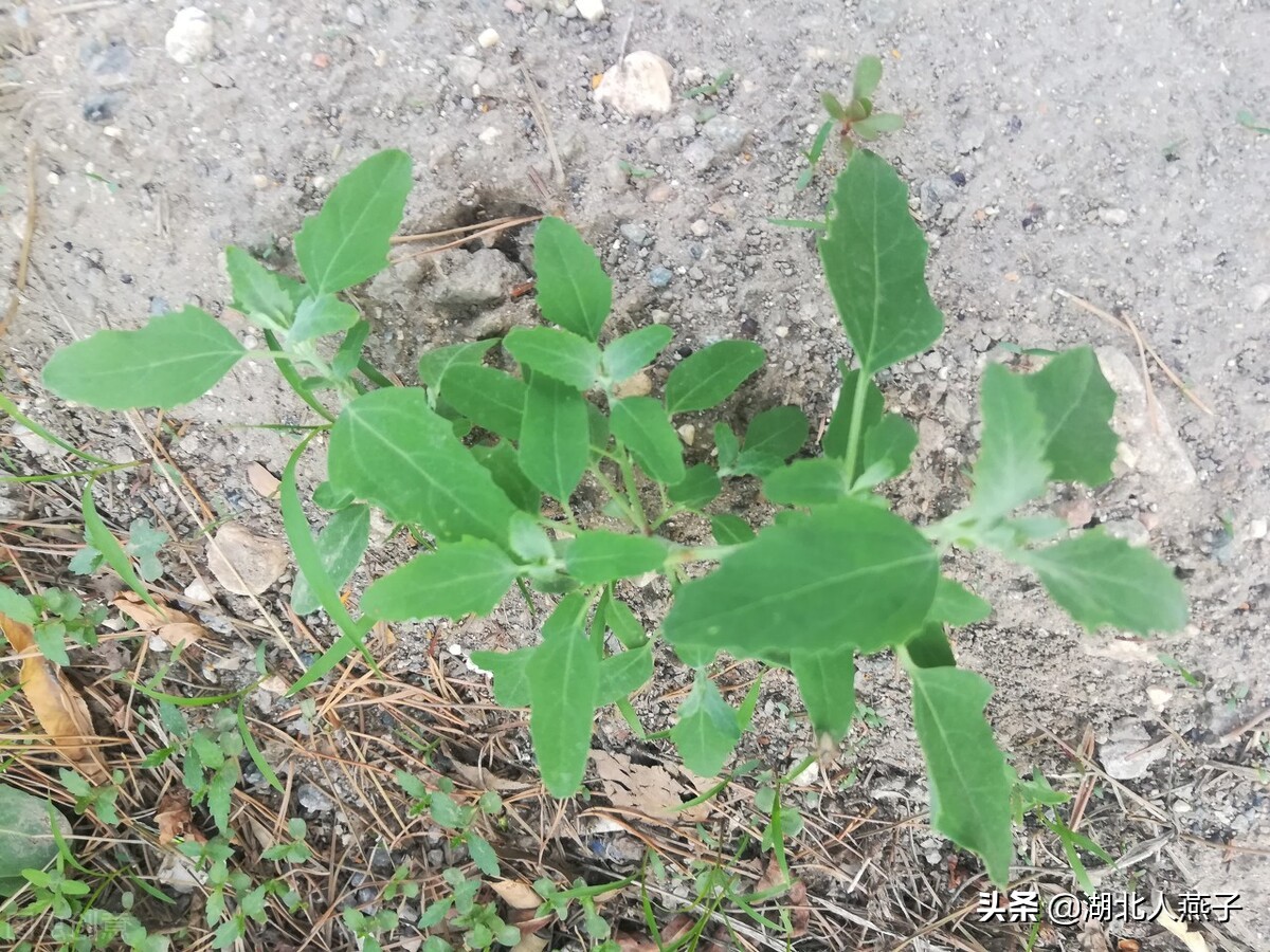 野菜的种类和做法（带你见识不同的野菜和吃法） 5