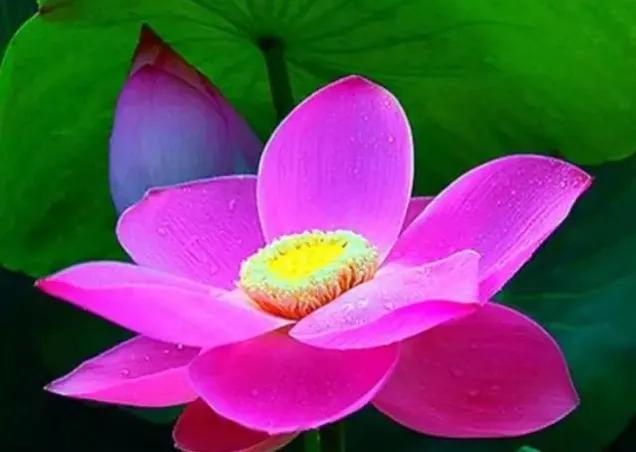 真心爱的人，无法挣脱爱的束缚；想你，思念如洪流冲击着心海