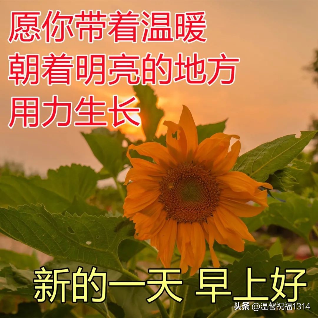 早晨最暖心的问候图片 给朋友温馨祝福问候