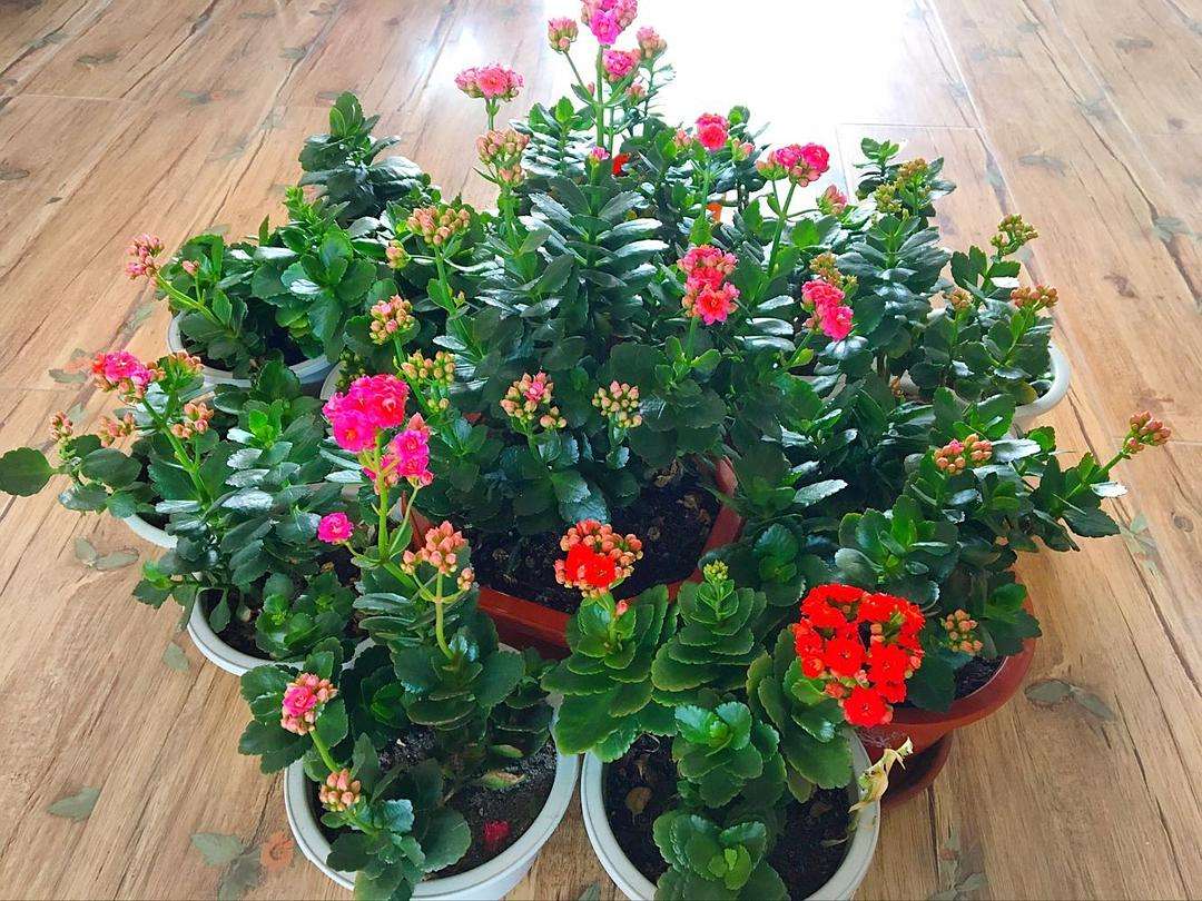 10大"吉祥花",好养又高档,家里养一盆,有花有果招财又旺家