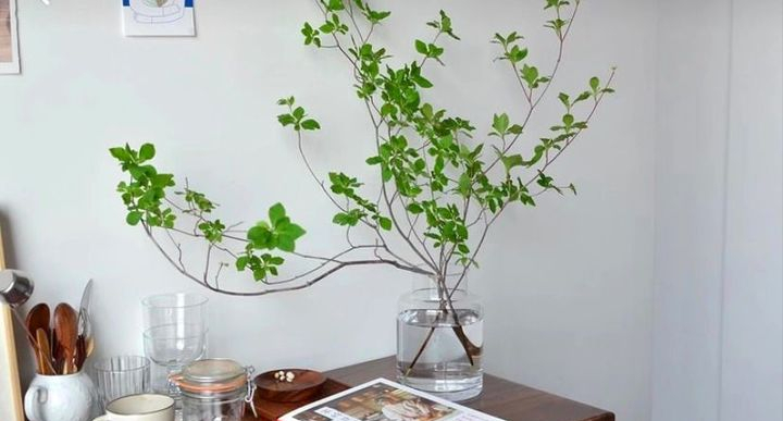 全网最火的12种高颜值绿植，杀手or圣手，就看这篇了