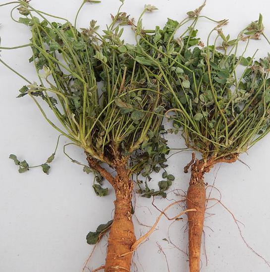 米口袋的功效与作用(少花米口袋的功效与图片)-我的快乐小窝