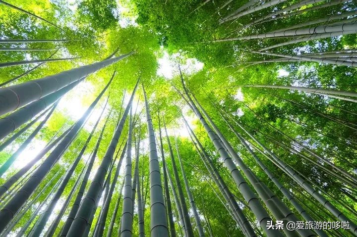 日本12处“零差评”宝藏旅行地，速度mark