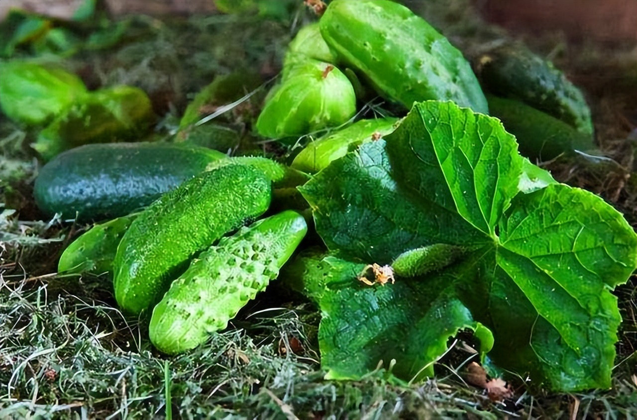 黃瓜是“激素瓜”？ 提醒：為了健康，盡量少吃這3種黃瓜