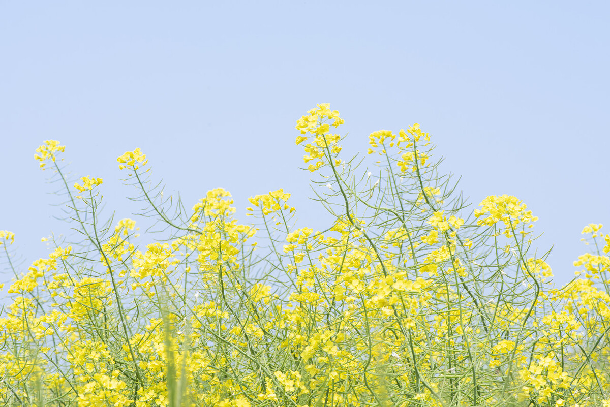 宋词里的春天|优美古诗词赏析,感受莺初解语微雨如酥的唯美意境