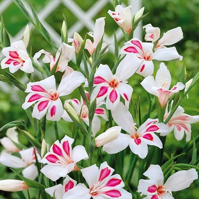 花朵美图｜温柔甜美的初吻、大丽花、耧斗菜花朵合集160张