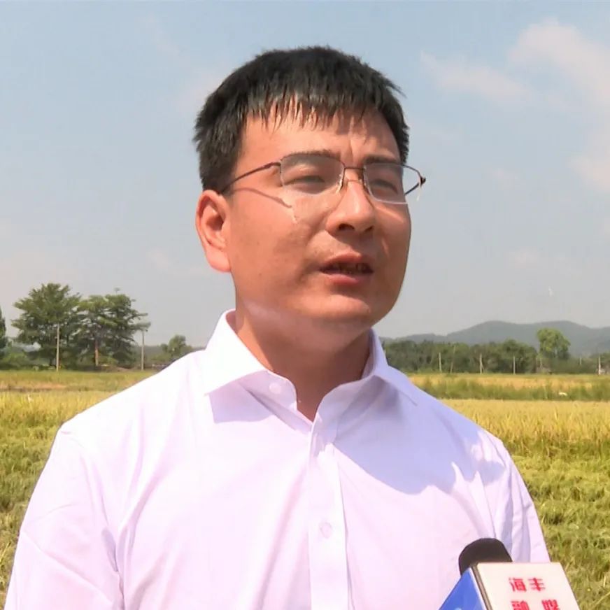 海丰公平片区:荒地变良田 新垦造水田喜获首次丰收 海丰 汕尾传媒网