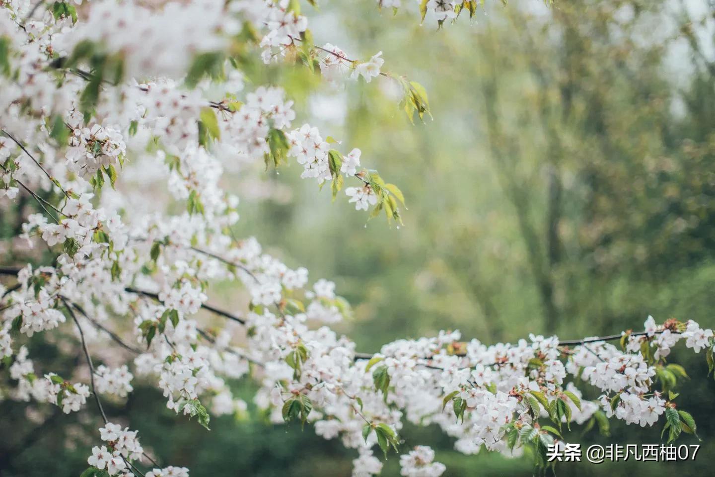 想一百个春天最美文案，都不如这些明艳的鲜花来的直白