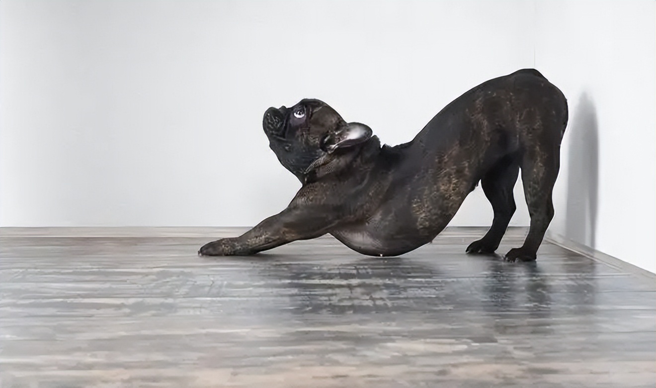 狗狗“伸懶腰”的含義，你全都了解嗎？