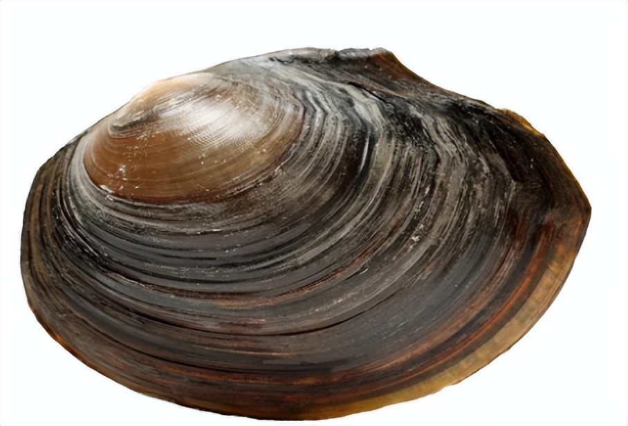 河蚌怎么读？河蚌的读音和意思