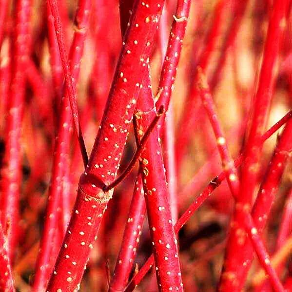 老干暗红色,枝桠血红色.