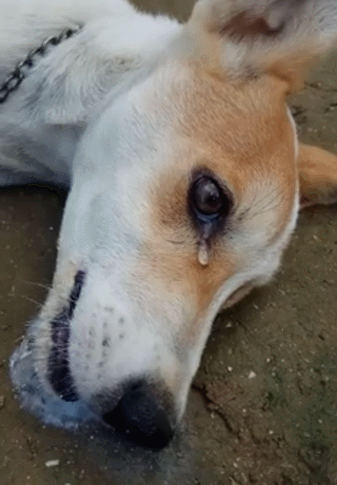 半夜狗一直叫是有预兆(狗狗在半夜发出"哭一样"的叫声,意味着什么呢?