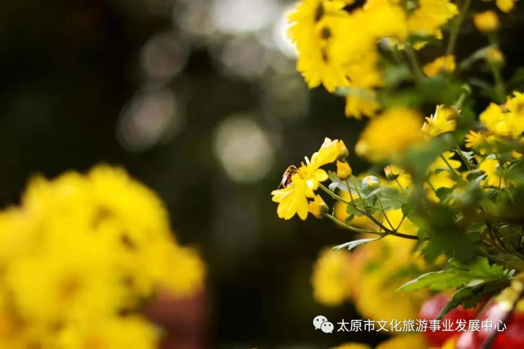 线上展览|“山河春意 锦绣太原——花的世界”主题摄影线上图片展（十四）