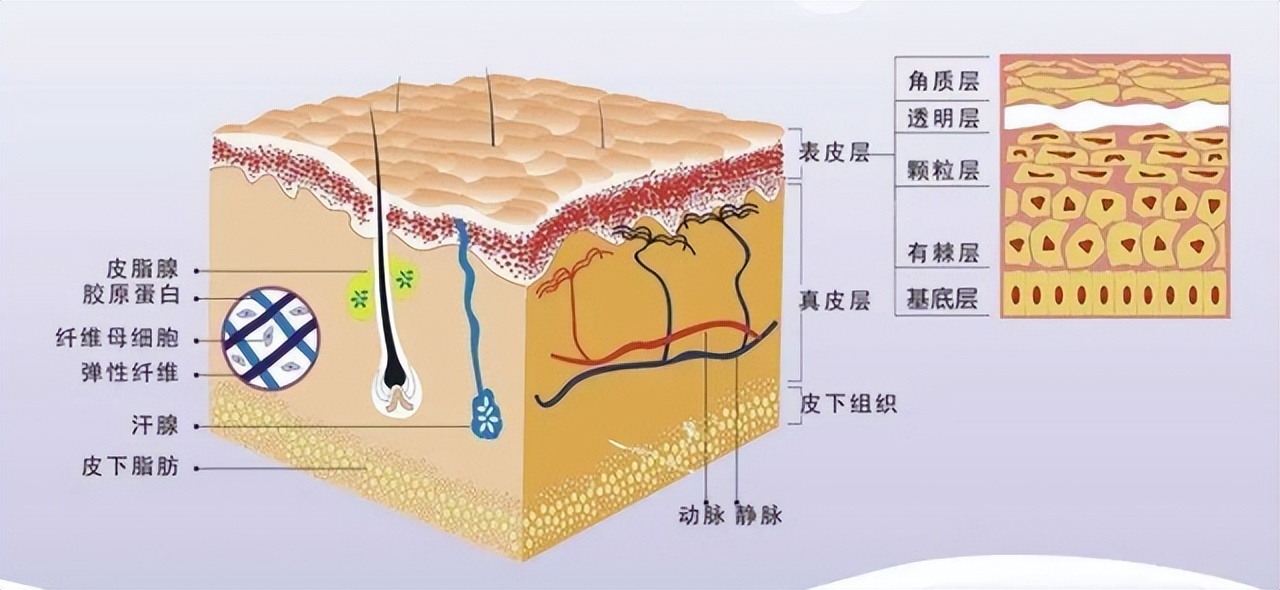 皮肤是我们人体最大的器官,它遍布于身体的每一处,可以说它的存在就像