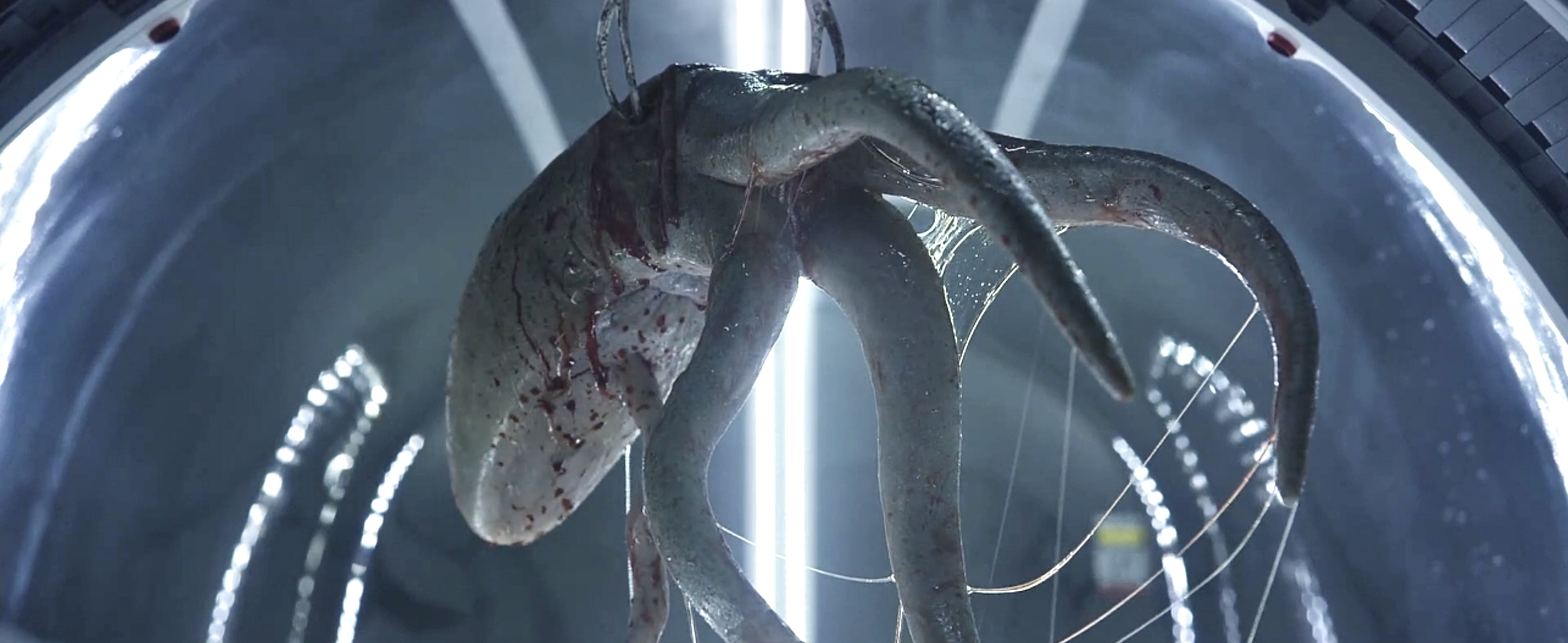 伊丽莎白肖生章鱼怪代表了什么,《普罗米修斯》谜团解析