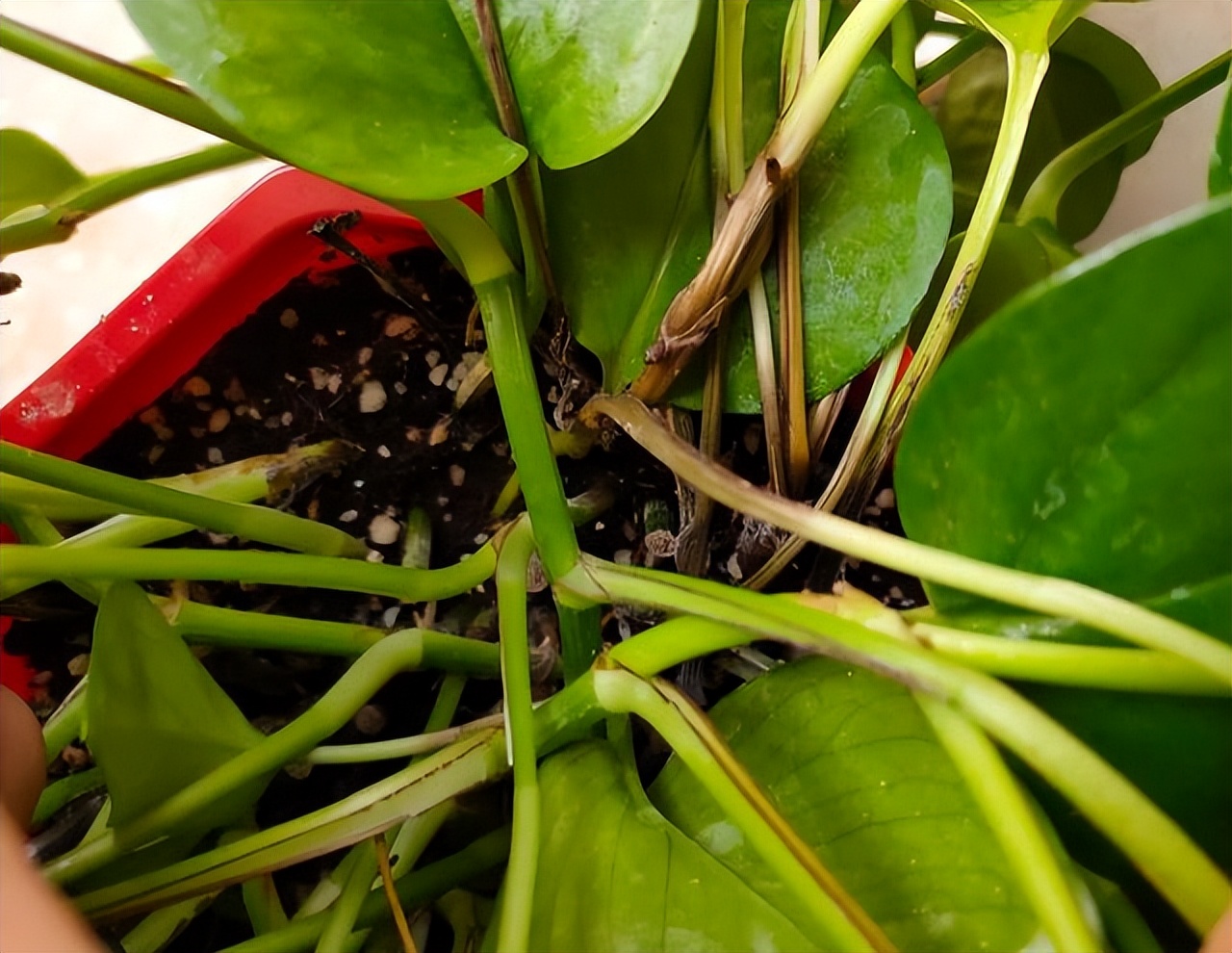 "一棵绿萝七个鬼",老祖宗传下来的"顺口溜",真的有道理吗