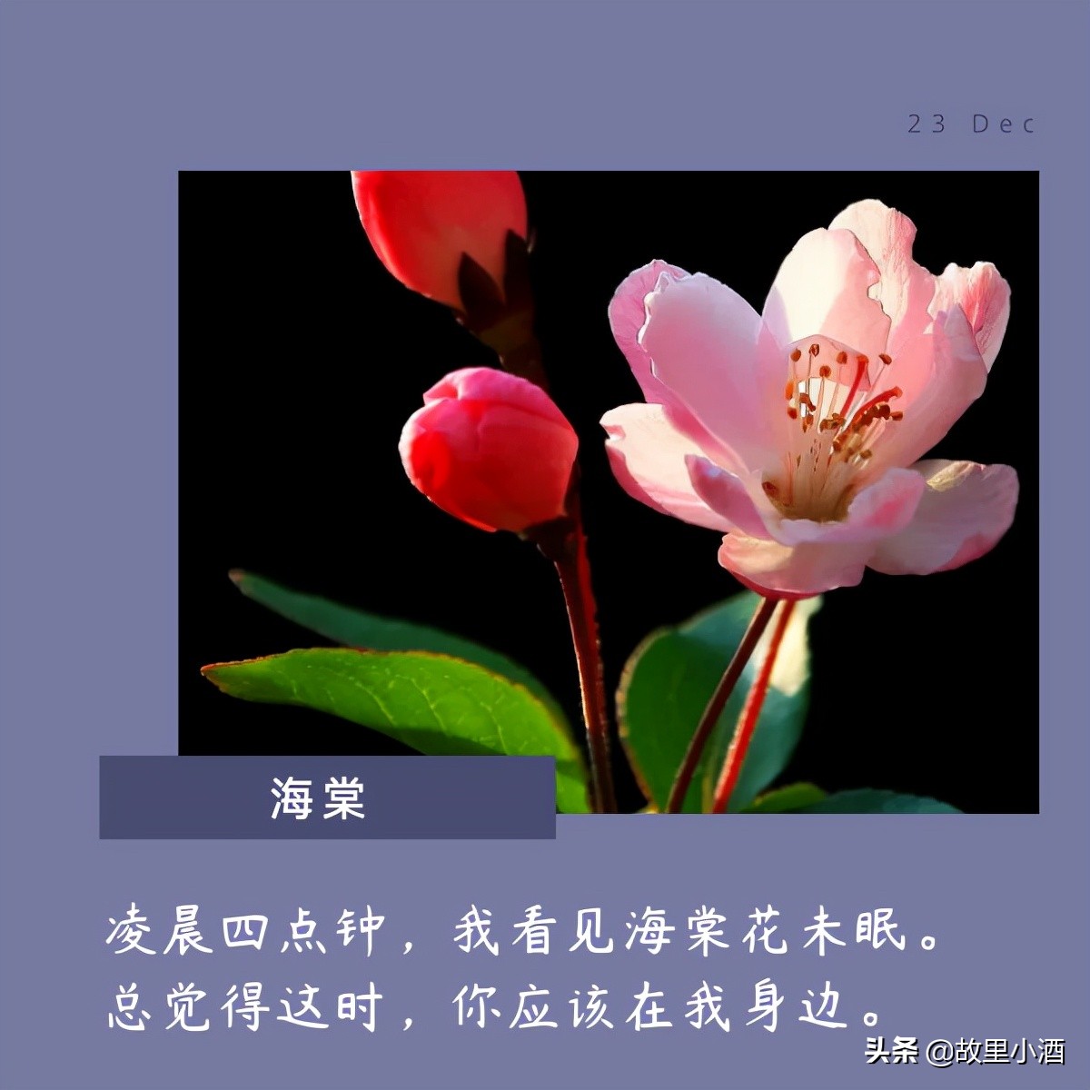 花优美句子摘抄300字左右