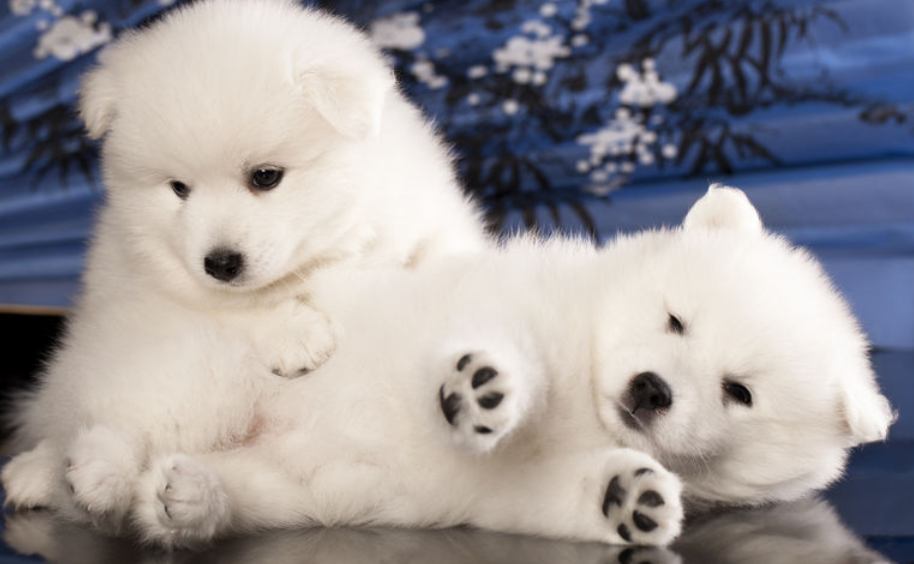 狗狗呕吐吃什么药效果好