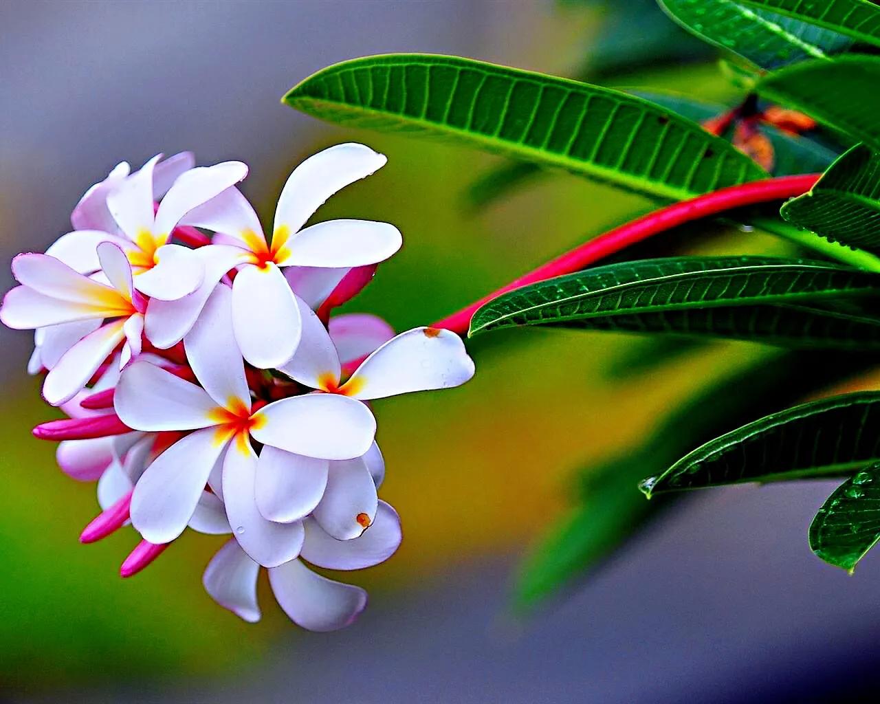 鸡蛋花～开花时满树繁花,花叶相衬,流光溢彩,香气淡雅