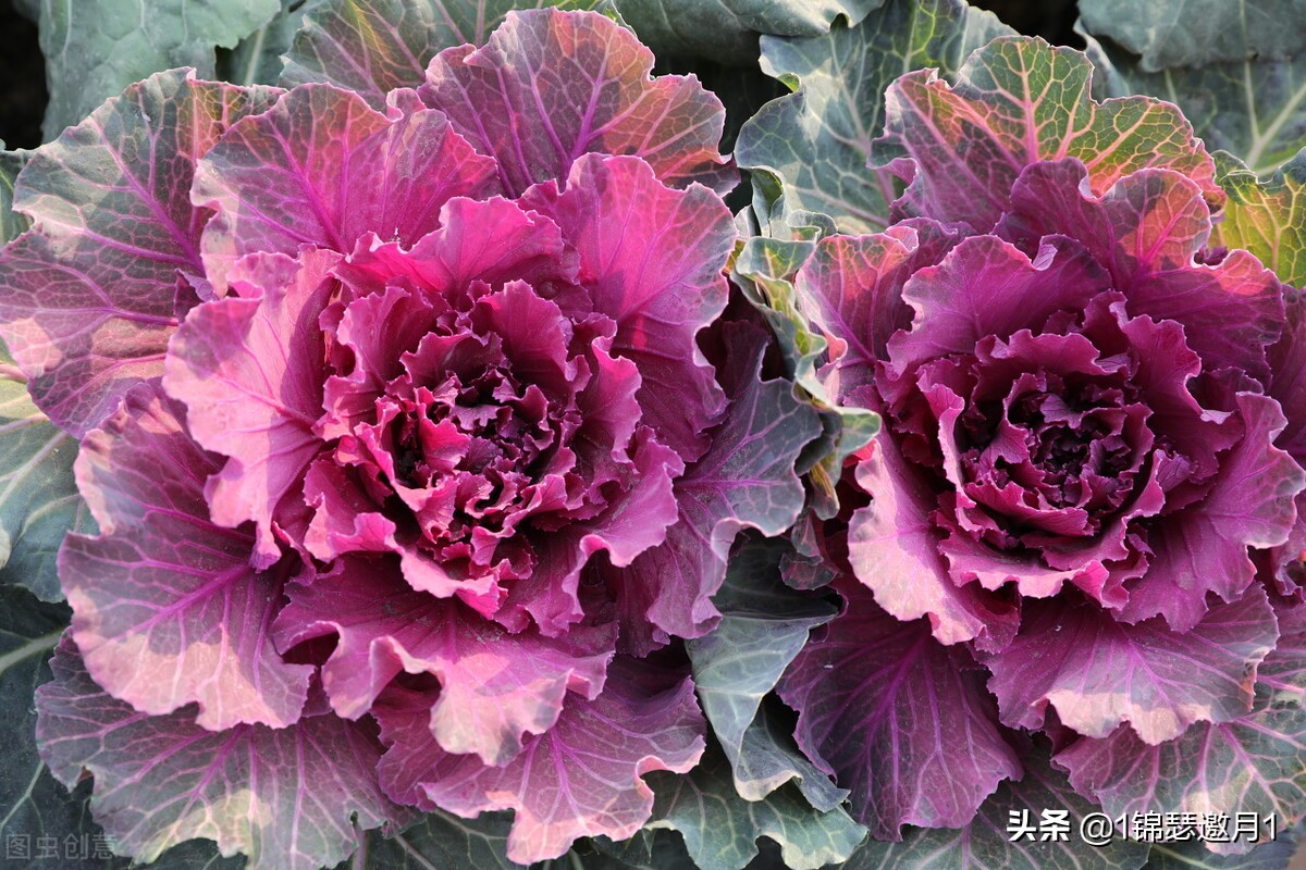 分享 羽衣甘藍花 天天看點