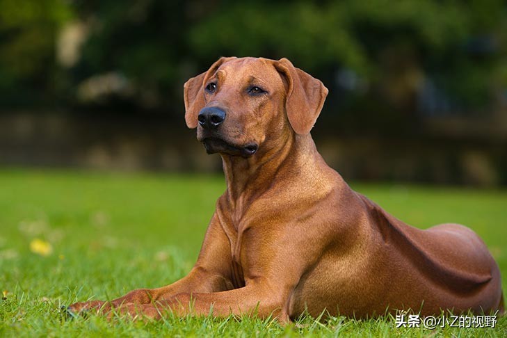 colony),殖民者带来的狗和当地半驯化的霍屯督猎犬(httentot)杂交而成