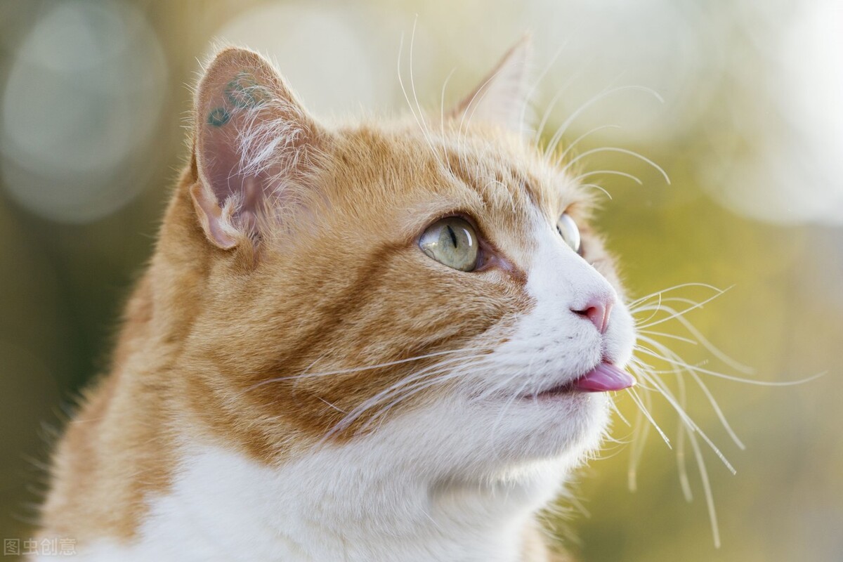 养宠100问！猫咪要刷牙吗？每年都要打疫苗？多久洗一次澡呢？