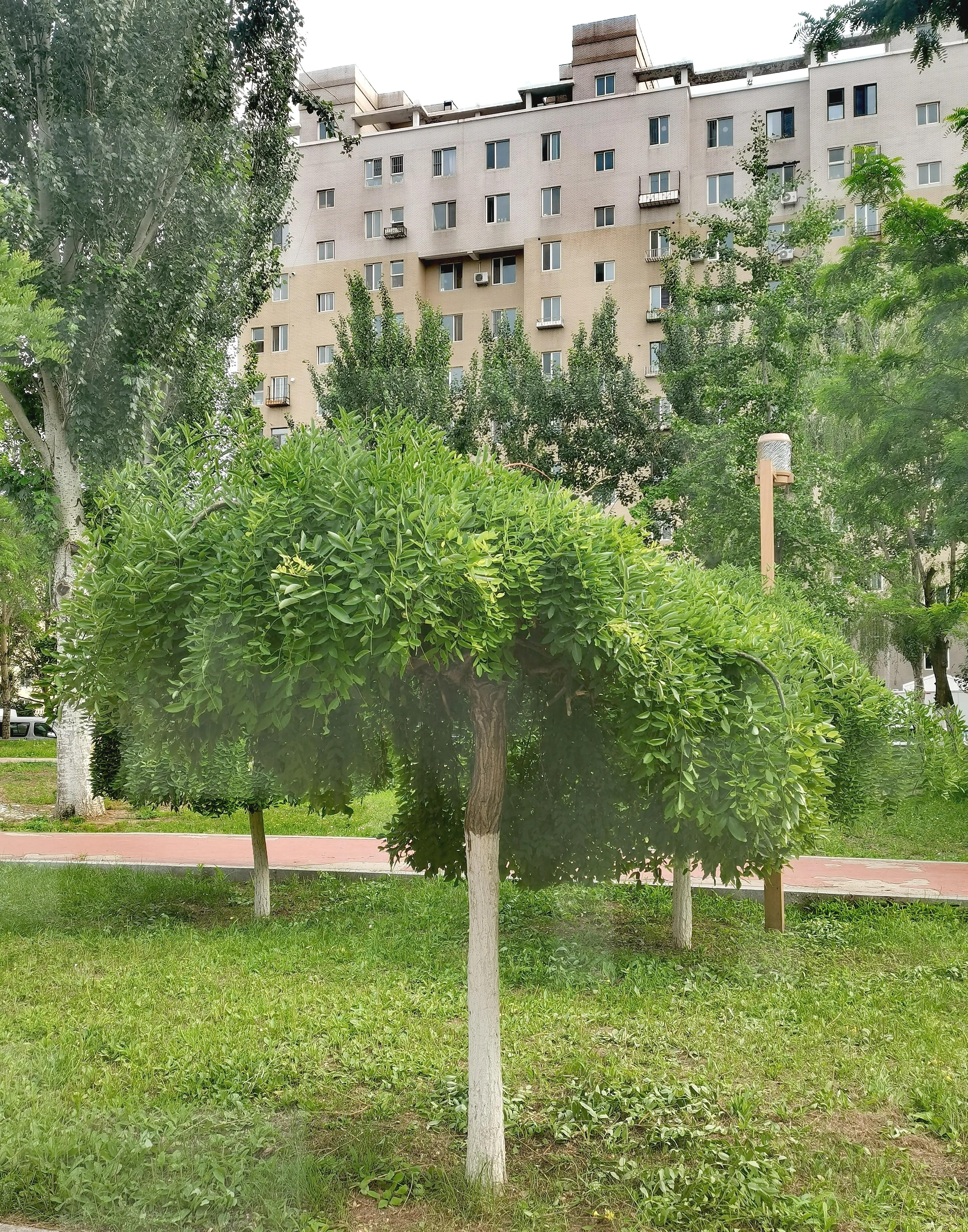在沈阳居住的韩国籍和朝鲜族人士，他们告诉我：“还是中国好”！