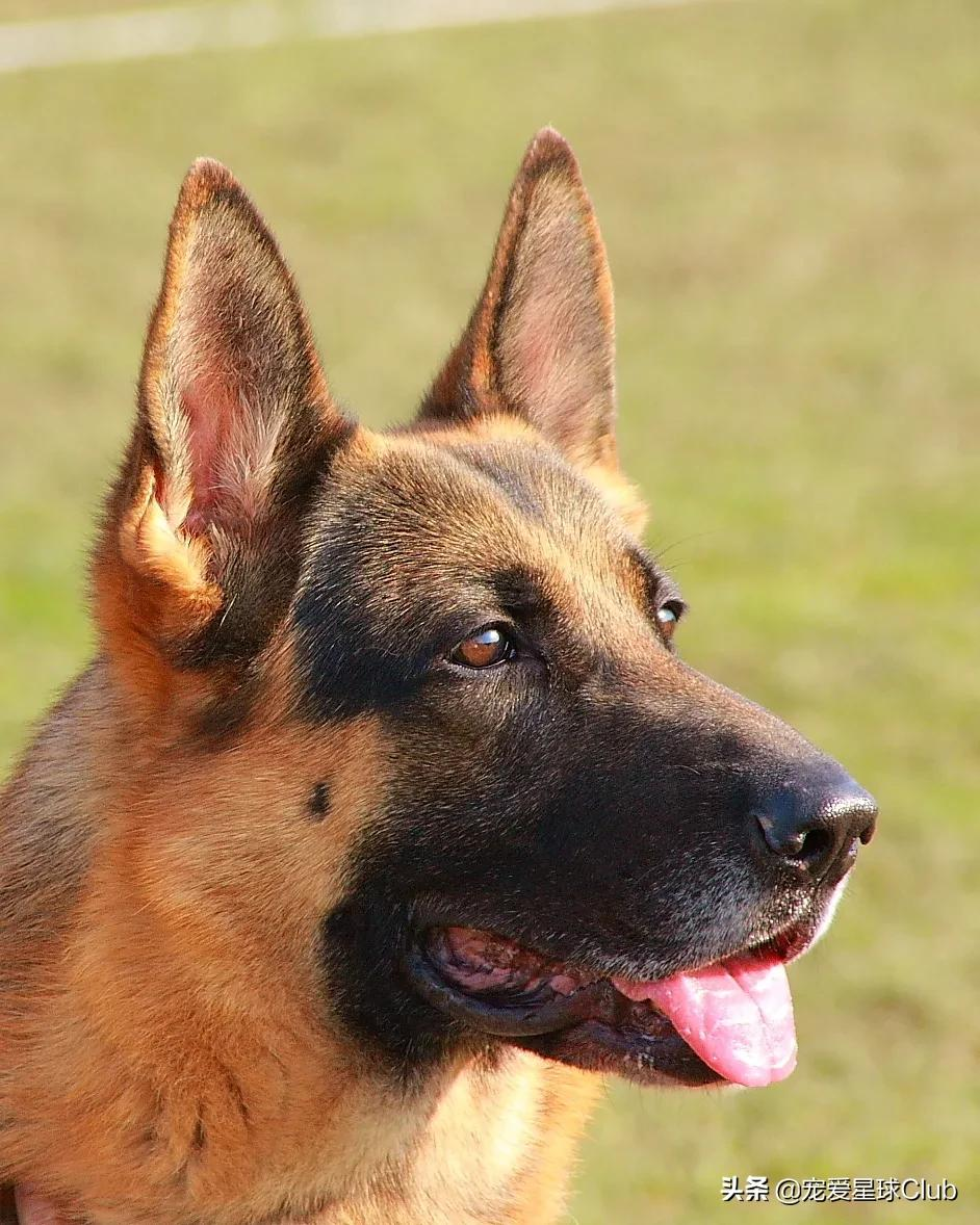 百科 | 德国牧羊犬,会用生命来保家卫国的硬汉萌犬