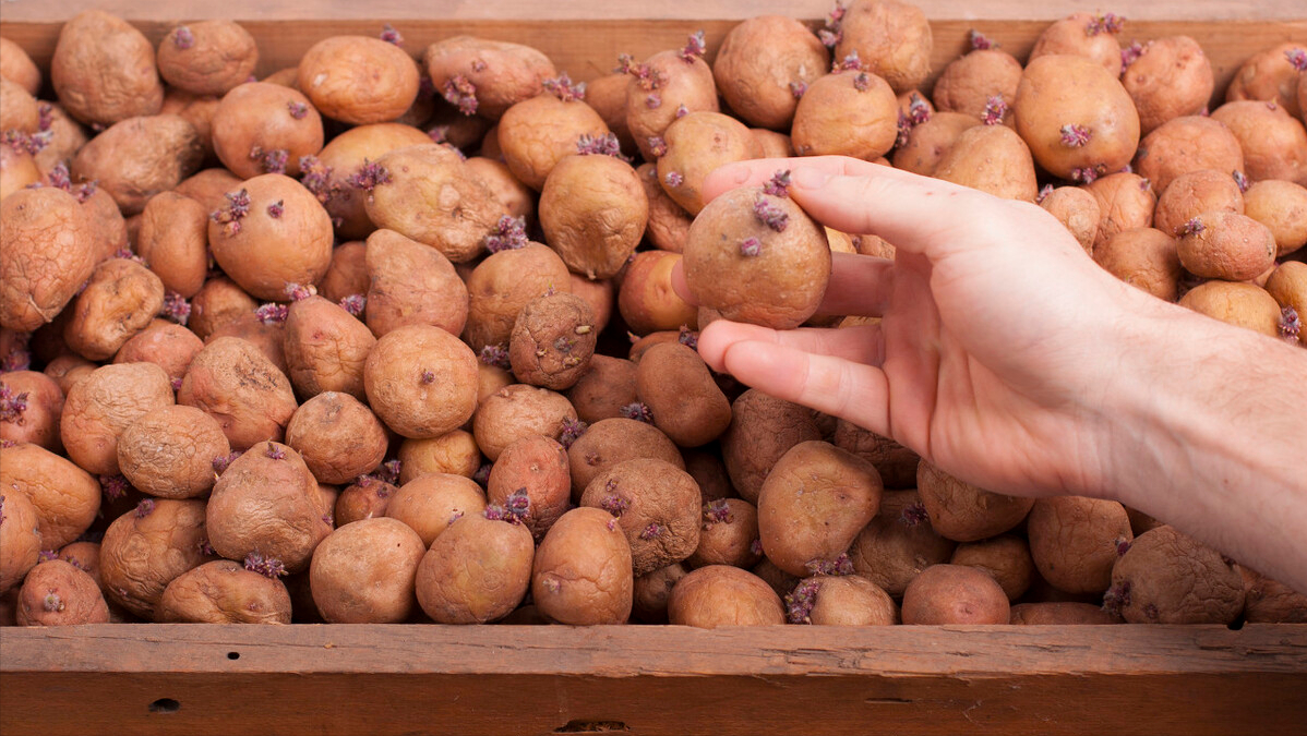第13期/种植马铃薯千万别做这11项，80%产量都不高