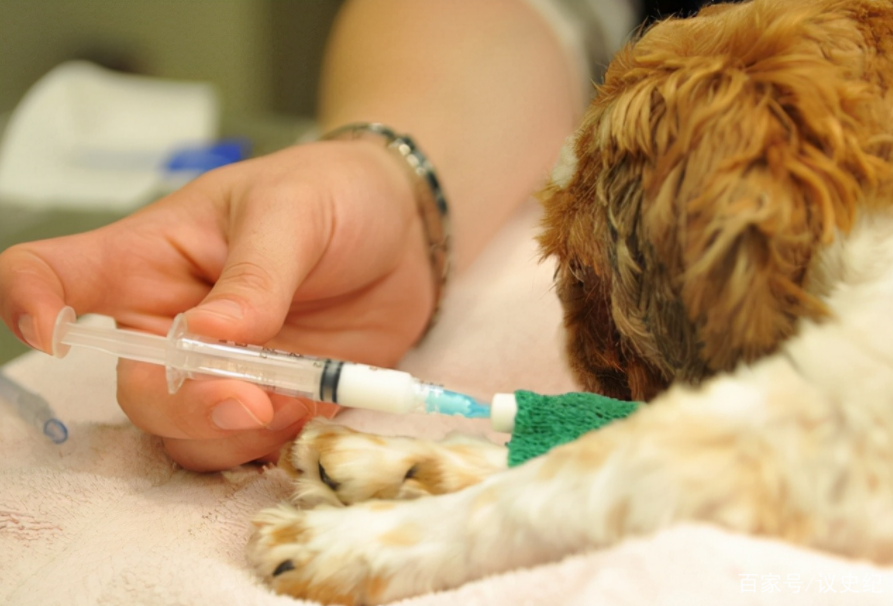 2016年，台湾女孩给700只狗安乐死后，将最后一针给了新婚的自己