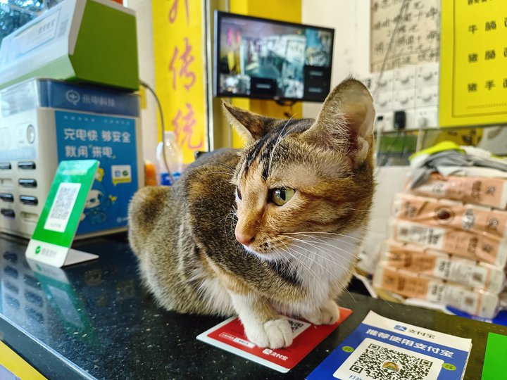 OPPO Reno7 Pro 评测：超感光猫眼镜头会发光