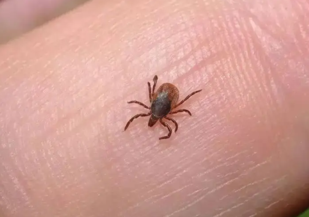 4岁孩子被蜱虫咬,妈妈"4步法"处理显智慧,医生:回家观察就行