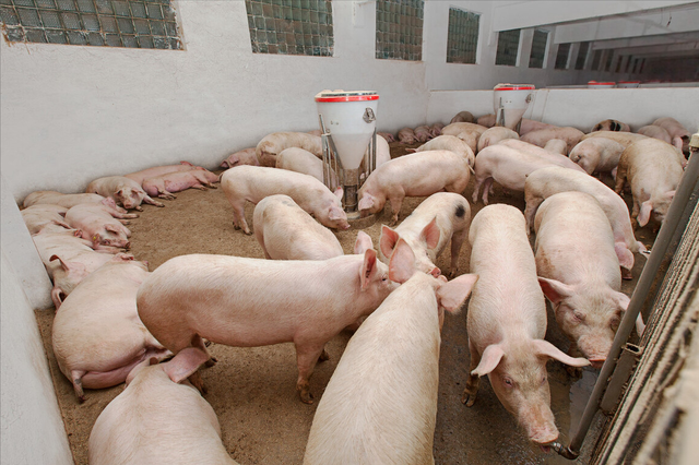 猪价调整信息：今天3月18日，调整后全国生猪，白条猪肉收购限价
