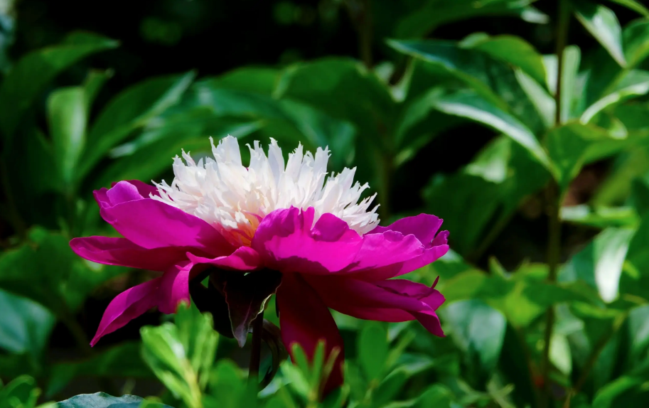 「诗词鉴赏」芍药不嫌春欲老，十二首芍药的诗词，好似牡丹倾国色