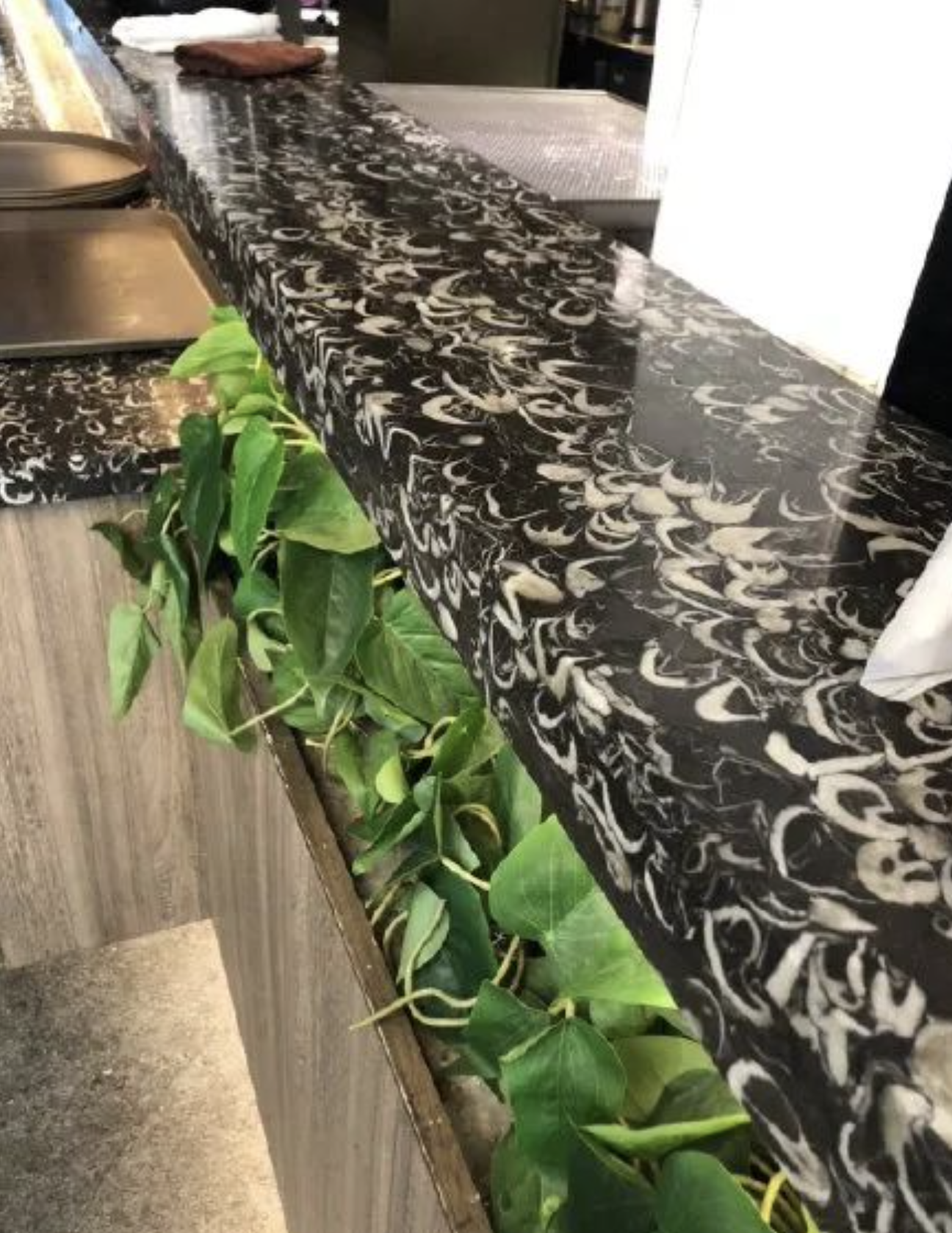 石材里的化石你见过吗？都有哪些石材里面有化石呢