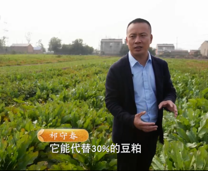 江苏淮安男子，他养的肉牛1个月长肉100斤，年入1500万元！凭啥