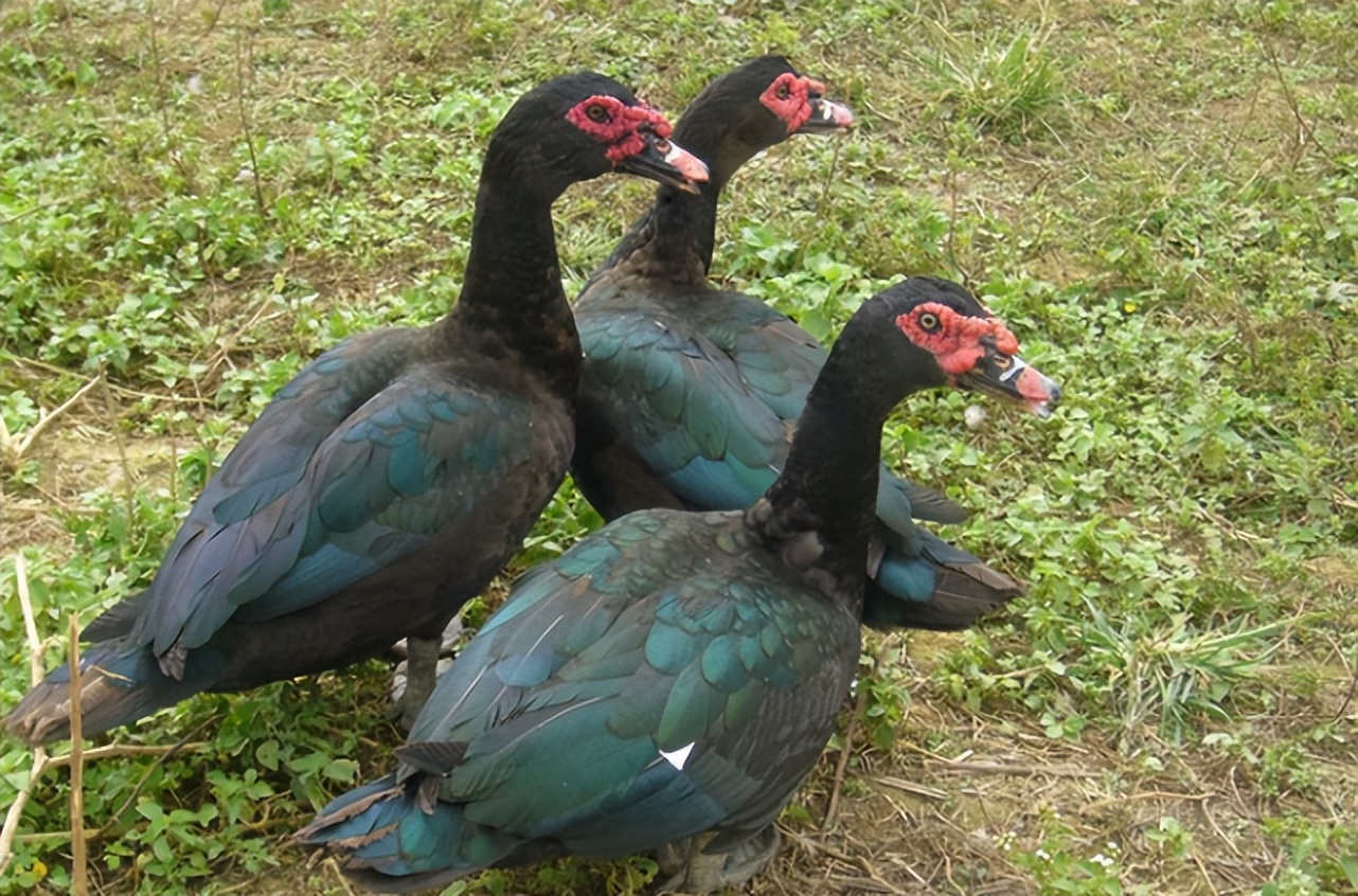 "鸭中贵族"的番鸭,价值远超普通鸭类,为何在农村没大量养殖?