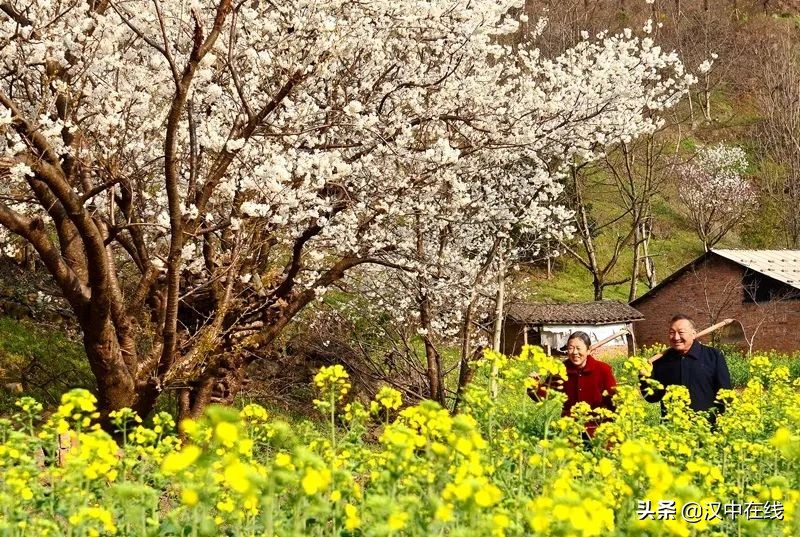 寧強(qiáng)縣七盤(pán)關(guān)：花爭(zhēng)艷 春意濃