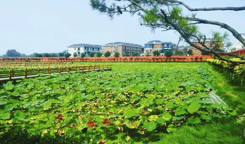 荡漾起满池的温柔~~西山这些地方已被荷花宠坏了！