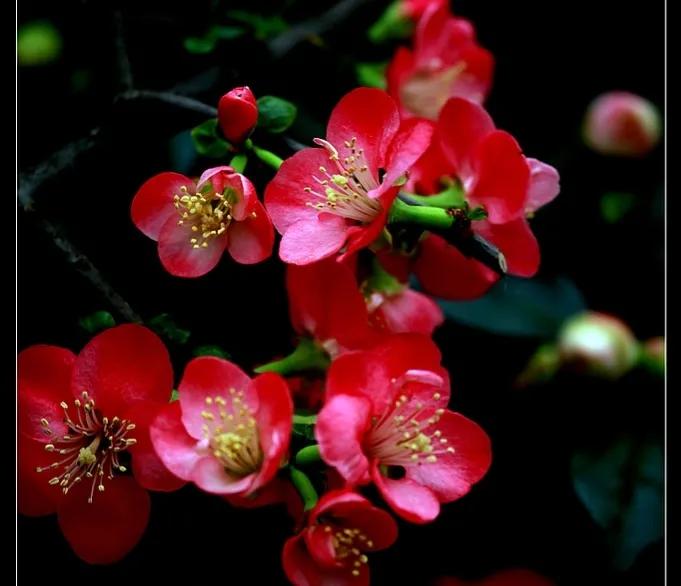 卜算子（花在窗外落）《哭花》