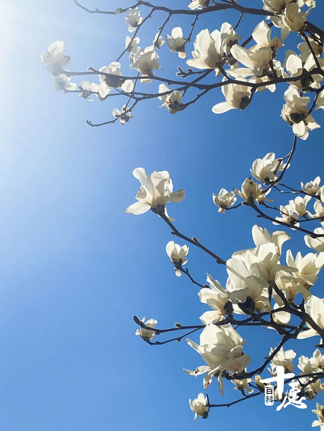 法云赏花小感：愿如花儿一般从容平淡