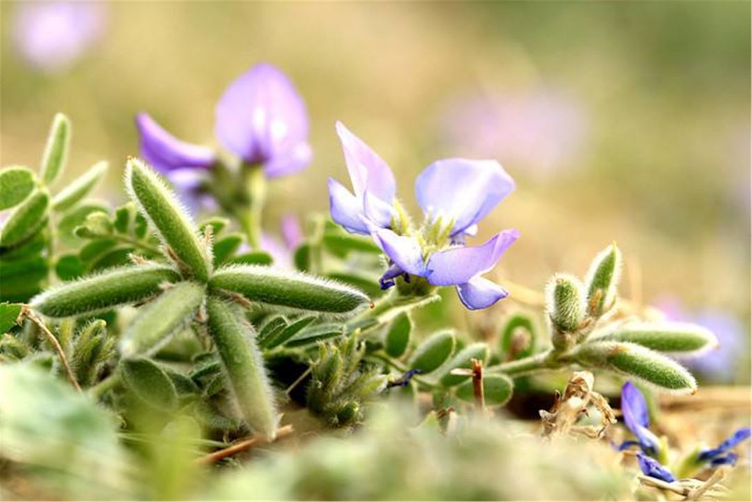 米口袋是怎样的植物?